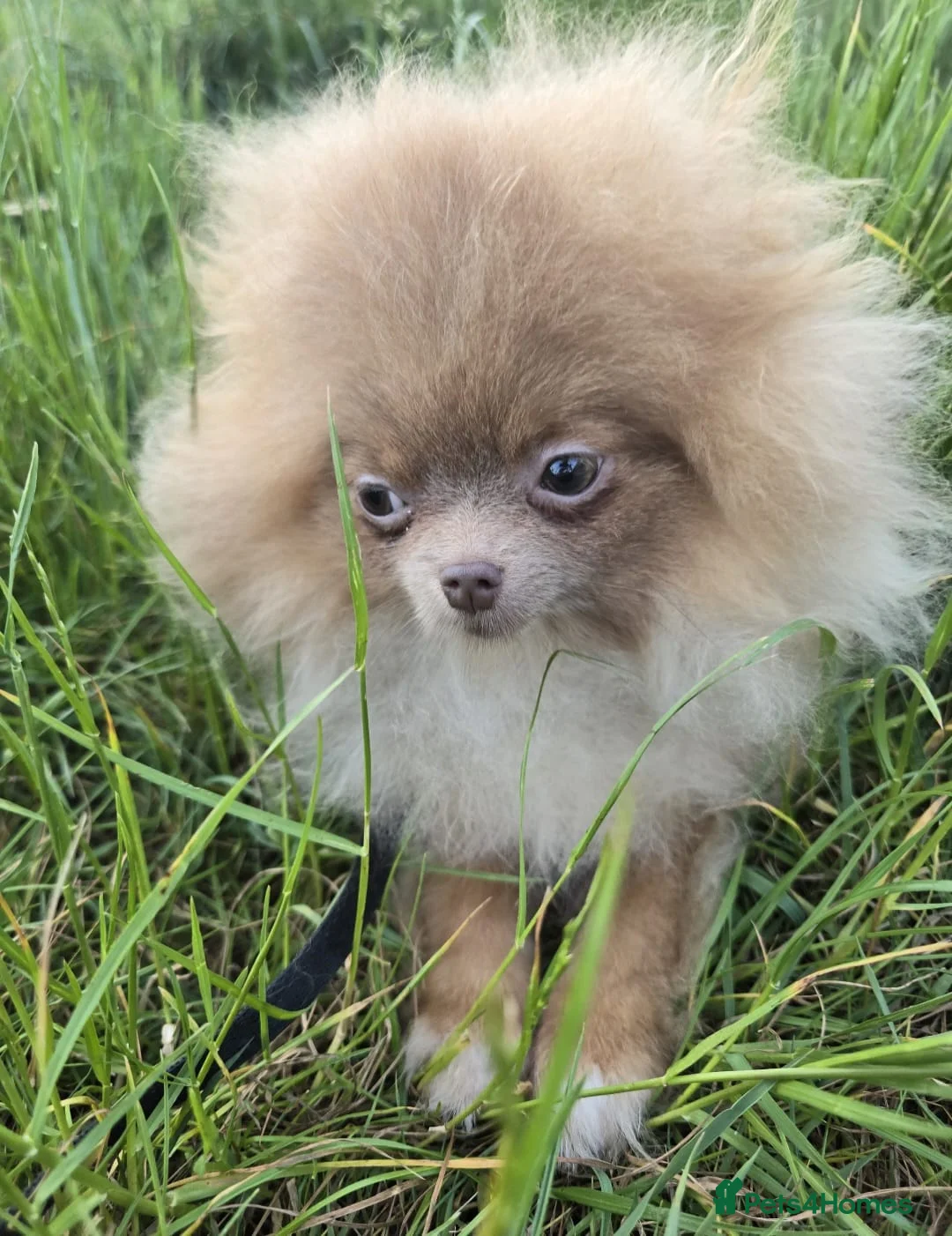 Pomeranian dogs for sale: KC Young Adult Male and Female six mo - Advert 2