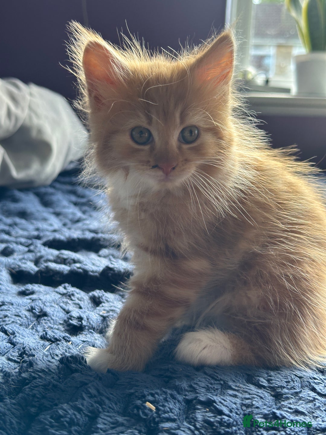 Mixed Breed cats for sale: Beautiful Kittens  - Image 9