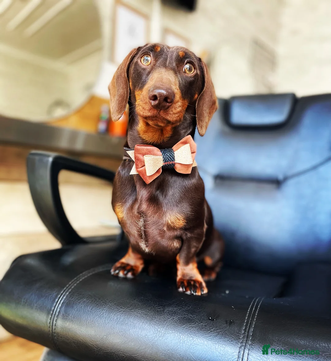 Miniature Dachshund dogs for stud: Chocolate and tan miniature Dachshund  in Spalding - Advert 4