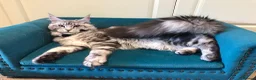 Maine Coon cats for stud: 2 XL Proven Studs 1 of them is a Tica Champion   in Royston - Advert 10