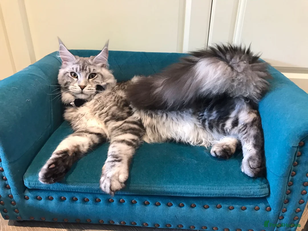Maine Coon cats for stud: 2 XL Proven Studs 1 of them is a Tica Champion   in Royston - Advert 10