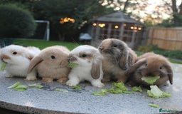 Mini Lop rabbits for sale: Gorgeous mini lop babies, £90, ready from 13/10/25 - Image 1