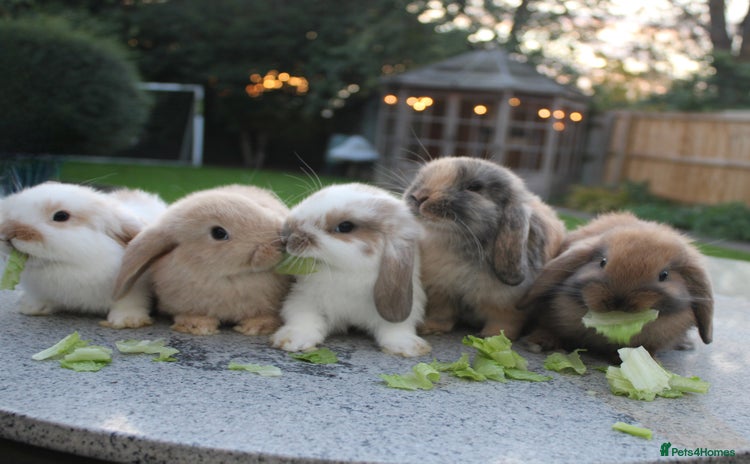 Mini Lop rabbits - Advert 1