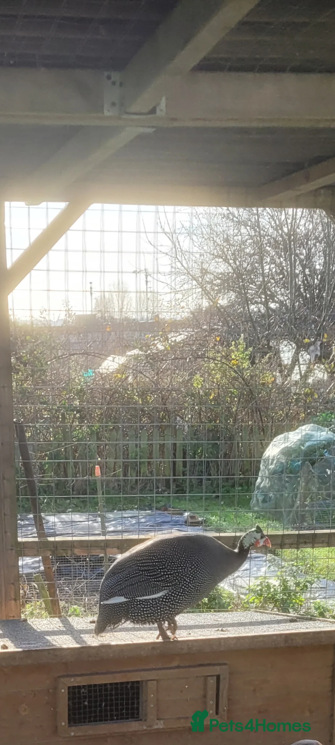 Mixed Breed birds for sale: Guinea fowl hen for sale - Advert 2