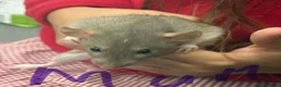 Rat rodents for sale: Dumbo rats in Manningtree - Advert 2