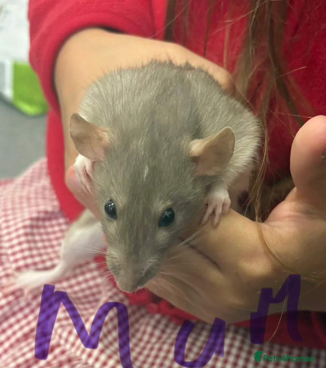 Rat rodents for sale: Dumbo rats in Manningtree - Advert 2
