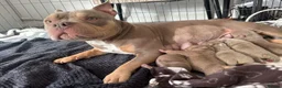 American Bully dogs for sale: Pocket bully  - Advert 27