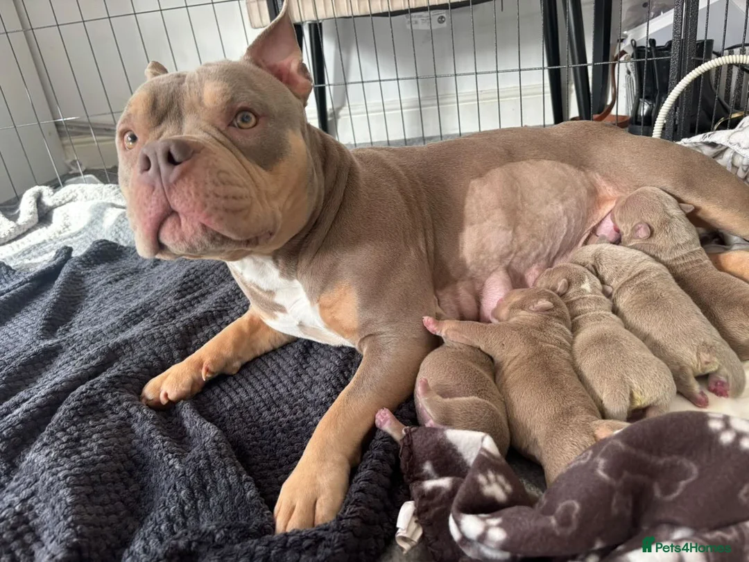 American Bully dogs for sale: Pocket bully  - Advert 27