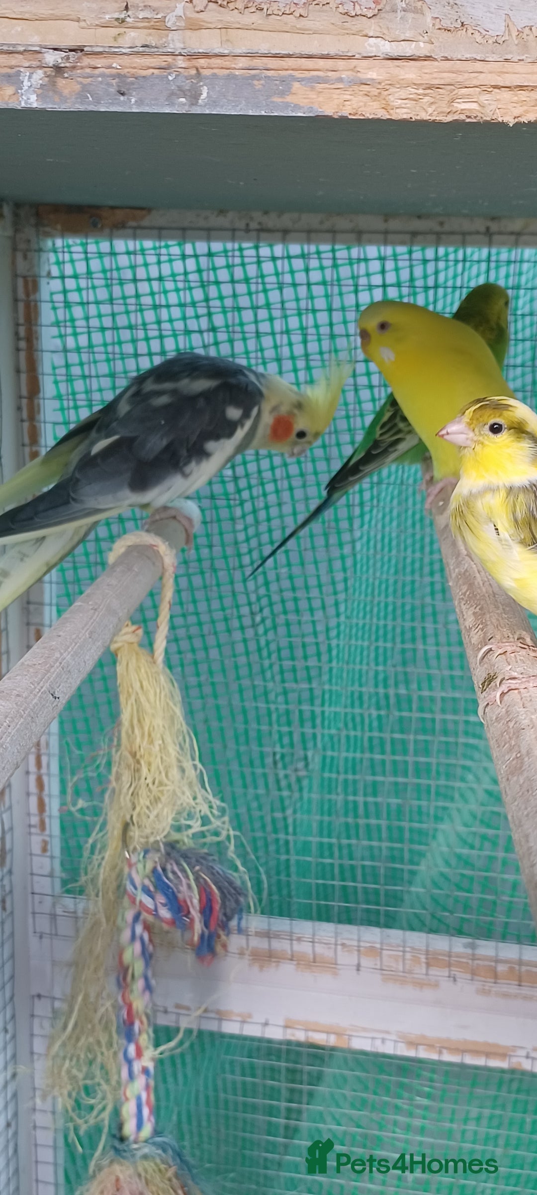 Cockatiels birds for sale: 3 cocketiels for sale - Image 9