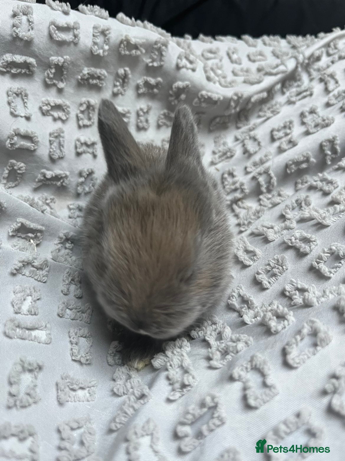 English Lop rabbits Message for more information  - Advert 2