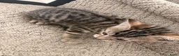 Mixed Breed cats for sale: Kittens ready to be rehomed  - Advert 8