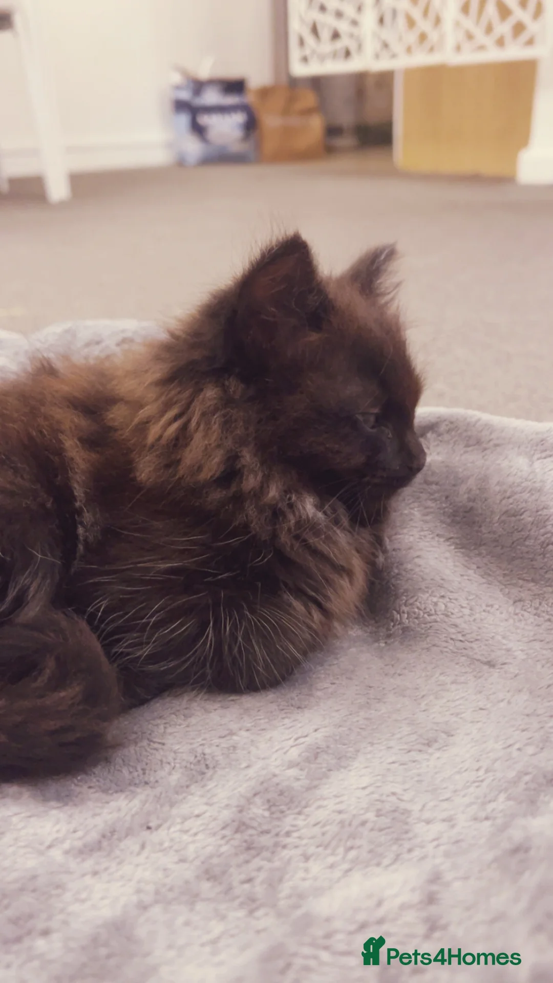 Domestic Shorthair cats for sale: Beautiful Domestic Shorthair  in London - Advert 2