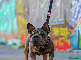 French Bulldog dogs 🔥 TINY VELVET BOY FOR STUD 🔥 - Advert 2