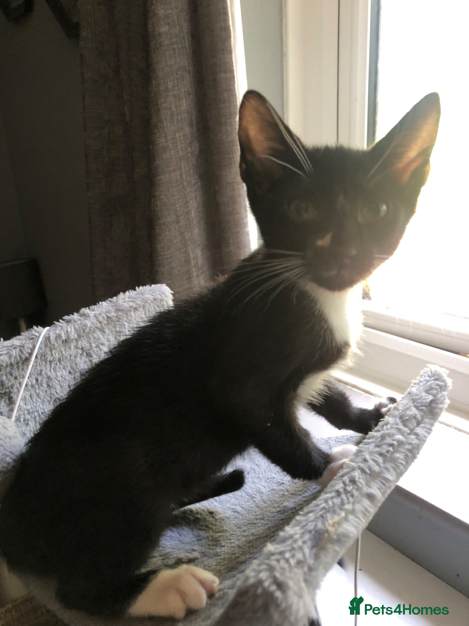 Mixed Breed cats Beautiful black and white brothers  - Advert 10