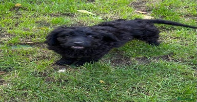 Cockapoo dogs - Advert 6