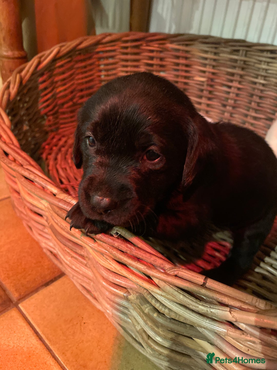 Labrador Retriever dogs for sale: Cotswold Born  Labrador Retriever Puppies. - Advert 17