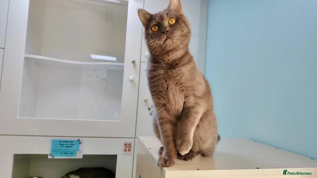 Mixed Breed cats for adoption: Kumo - An Adorable Affectionate Boy - Advert 2