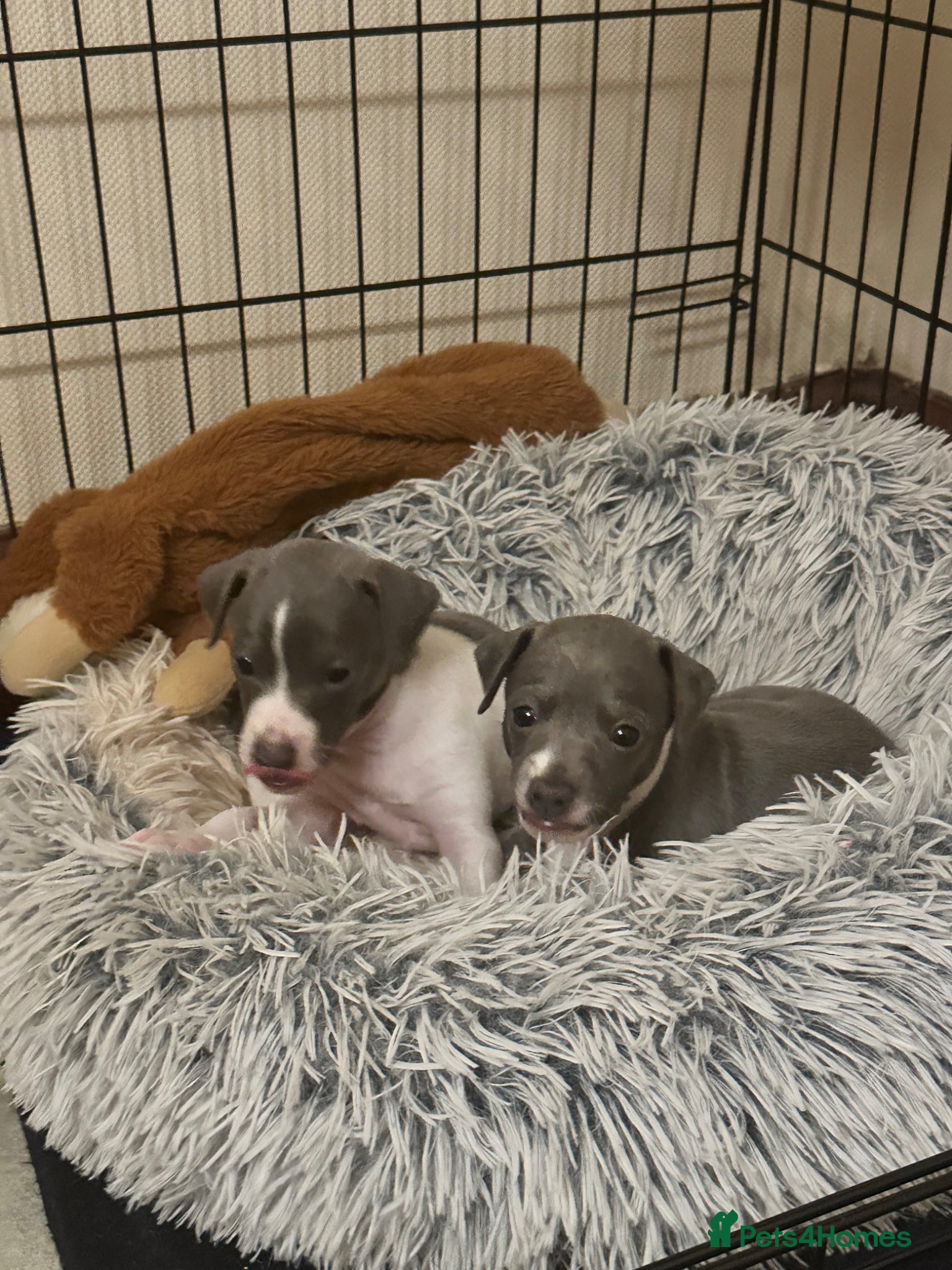 Italian Greyhound dogs Italian greyhound  - Advert 7