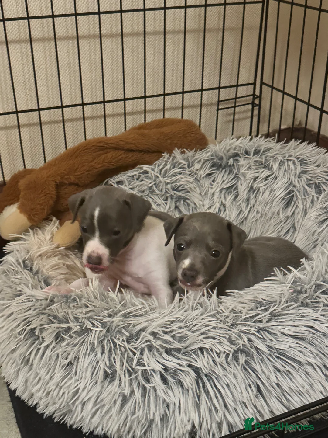 Italian Greyhound dogs for sale: Italian greyhound  - Advert 1