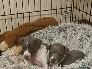 Italian Greyhound dogs Italian greyhound - Advert 7