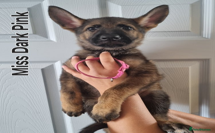 German Shepherd dogs - Advert 3