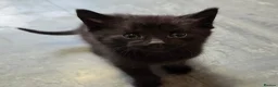 Mixed Breed cats for sale: 2 stunning kittens still available  - Advert 10