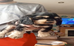 Cocker Spaniel dogs for sale: Only 1 boy left READY TO GO show Cockers  - Image 1