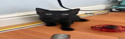 Mixed Breed cats for sale: Adorable kittens ready for loving homes - Advert 19