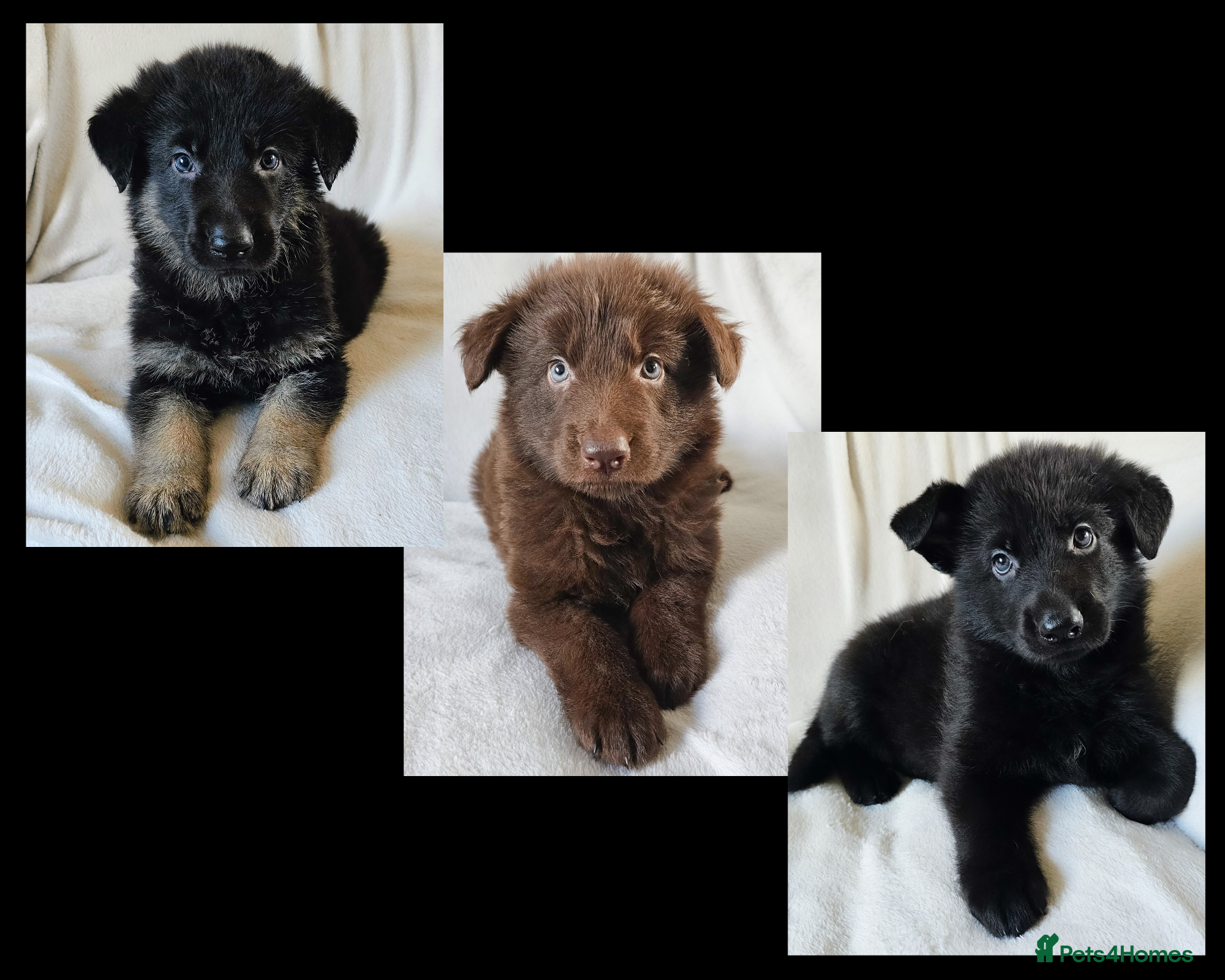 German Shepherd dogs ✴️3 purebred KC registered straight back GSP's✴️ - Advert 17
