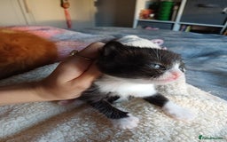 Domestic Shorthair cats for sale: Female tux kitten. - Image 3