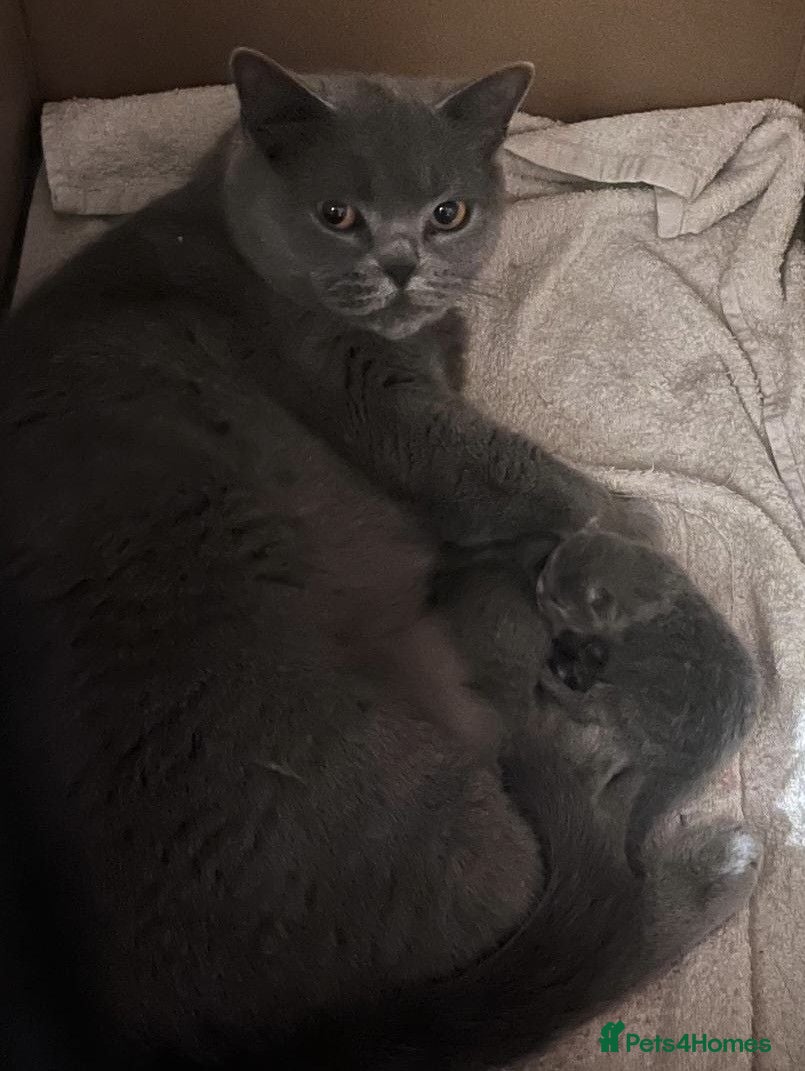 British Shorthair cats 2 Gorgeous, Loving, Friendly, BSH Female Kittens - Advert 1