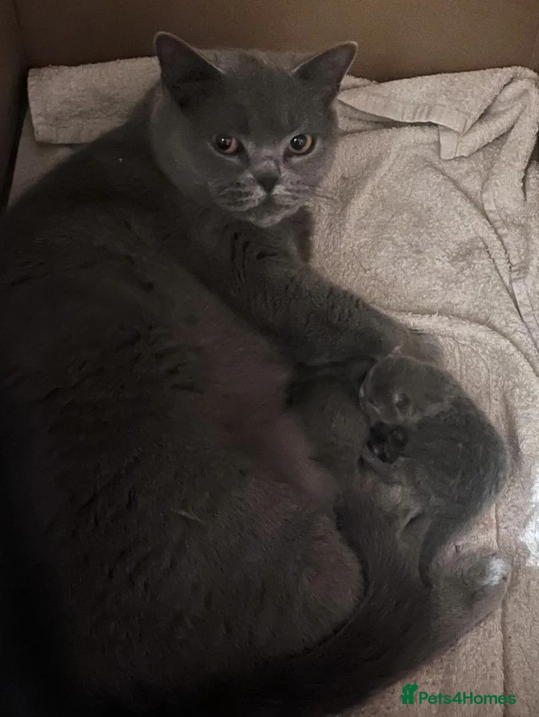 British Shorthair cats for sale: 2 Gorgeous, Loving, Friendly, BSH Female Kittens in Gravesend - Advert 1