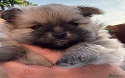 Pomeranian dogs for sale: XS Pomeranian - Image 6