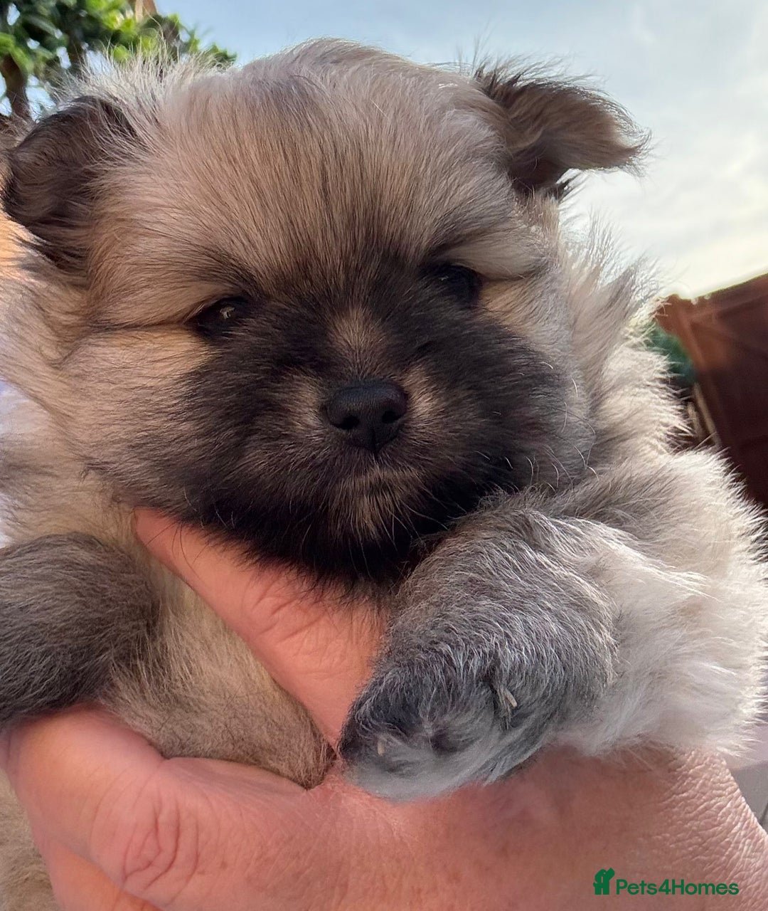 Pomeranian dogs for sale: XS Pomeranian - Image 6