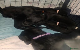 Labradoodle dogs for sale: F1 beautiful standard labradoodles - Image 3