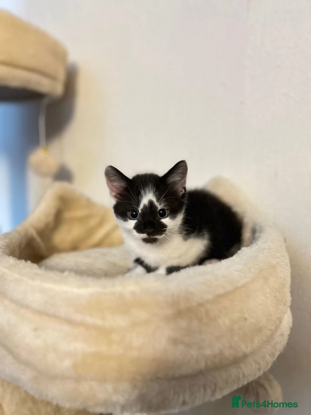 Mixed Breed cats for sale: 2 Beautiful Female Kittens  **   in Wigan - Advert 1