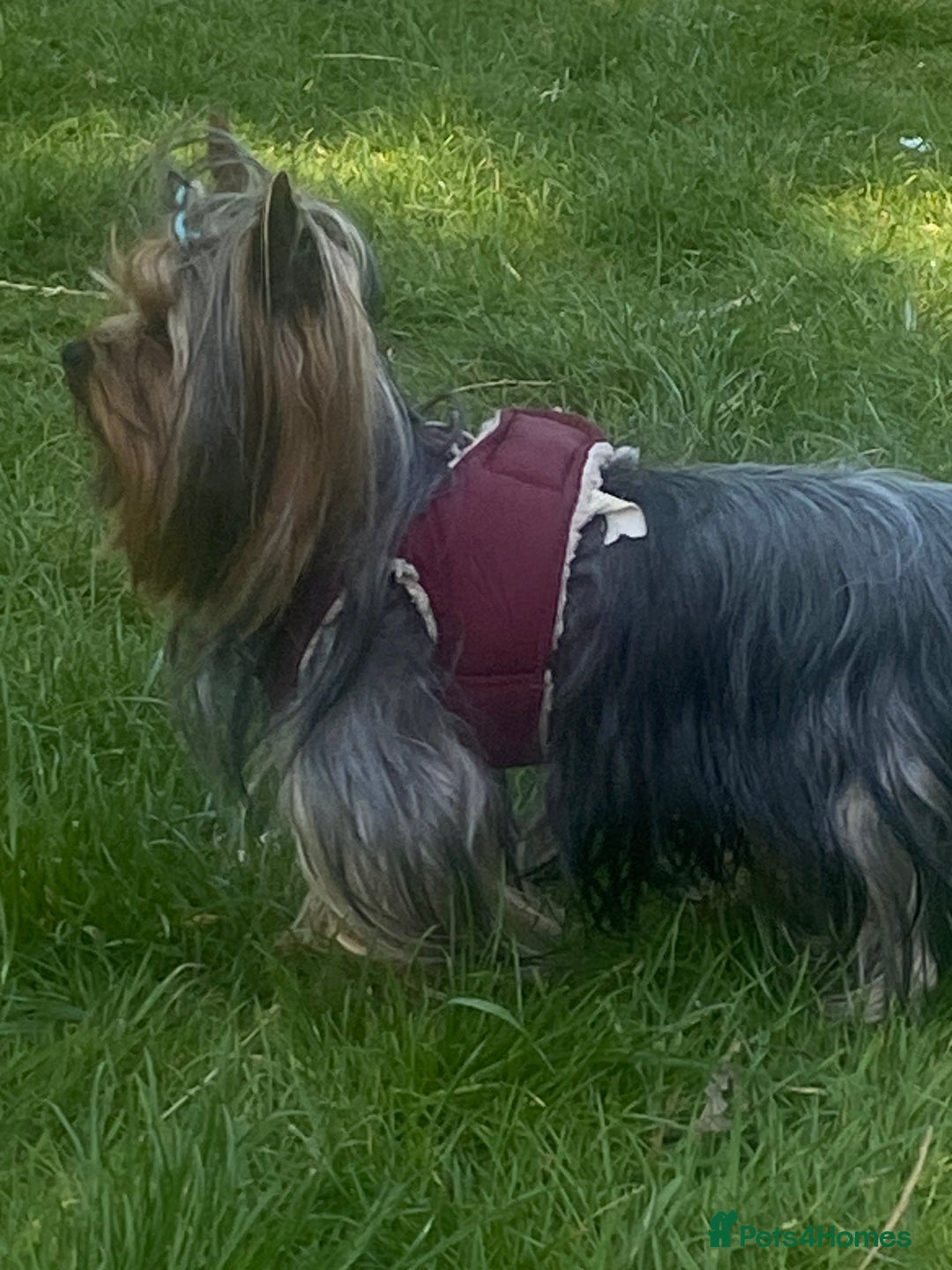 Yorkshire Terrier dogs for stud: KC registered Yorkshire Terrier Stud dog  in Manchester - Advert 12
