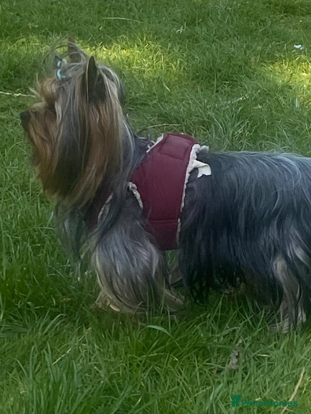Yorkshire Terrier dogs for stud: KC registered Yorkshire Terrier Stud dog  in Manchester - Advert 12