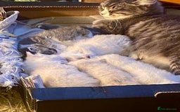 Siberian cats for sale: x5 Adorable Pure Siberian Kittens to re-home😻 - Image 3