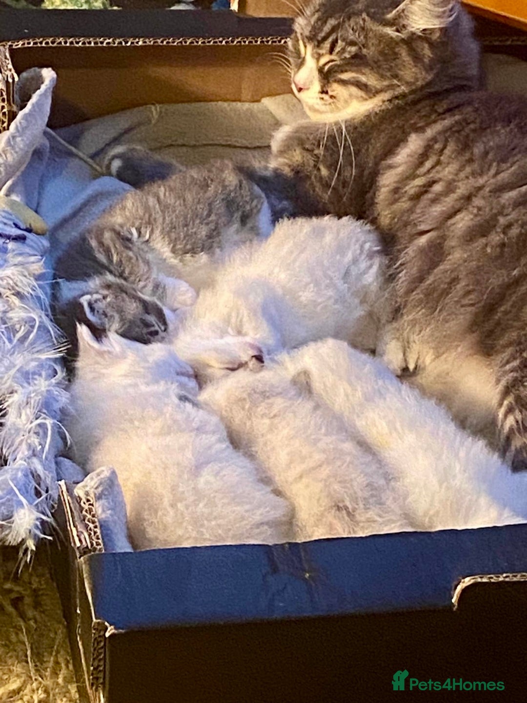 Siberian cats for sale: x5 Adorable Pure Siberian Kittens to re-home😻 - Image 3