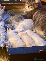 Siberian cats - Advert 4
