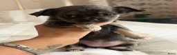 Chihuahua dogs for sale: Beautiful Longhair Chihuahuas  - Advert 25