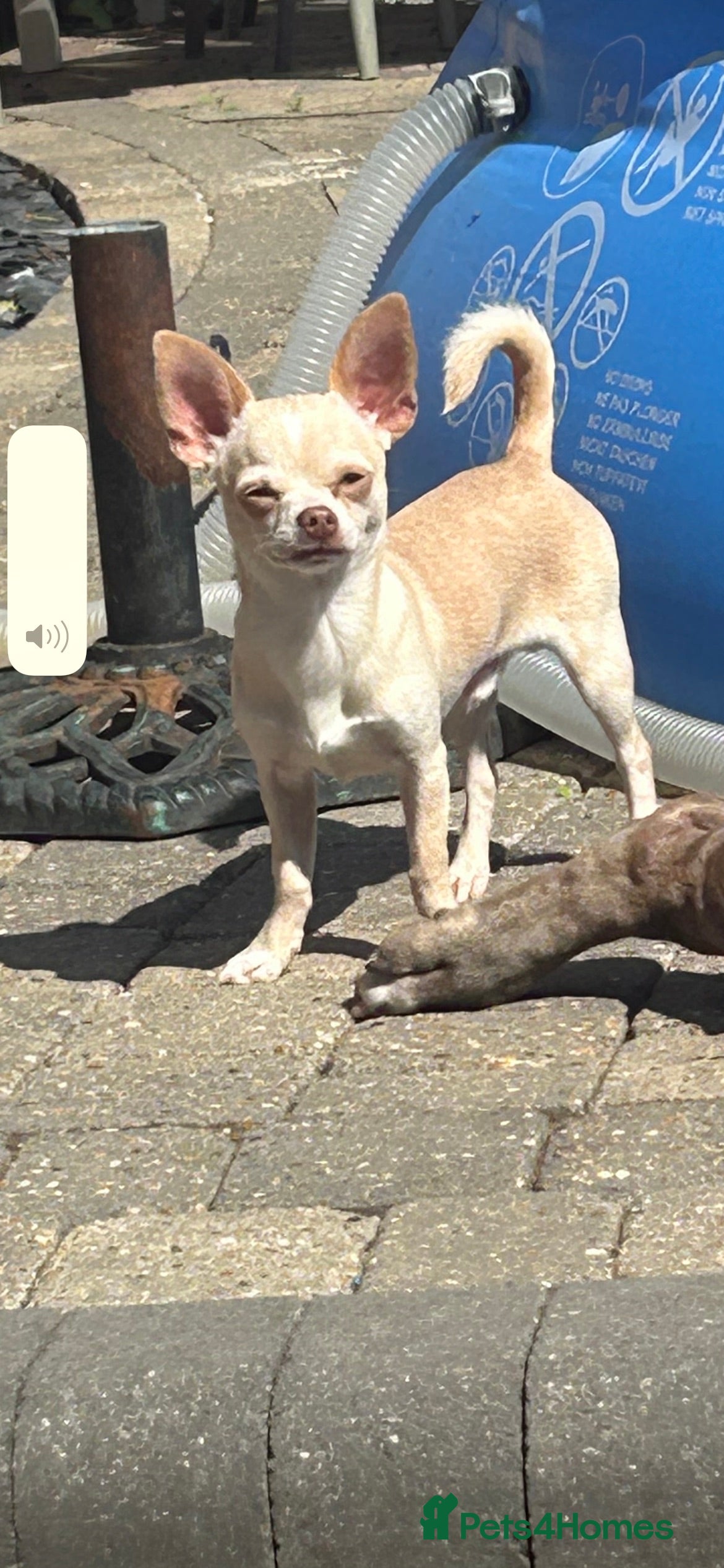 Chihuahua dogs *STUD NOT SALE* - Advert 24