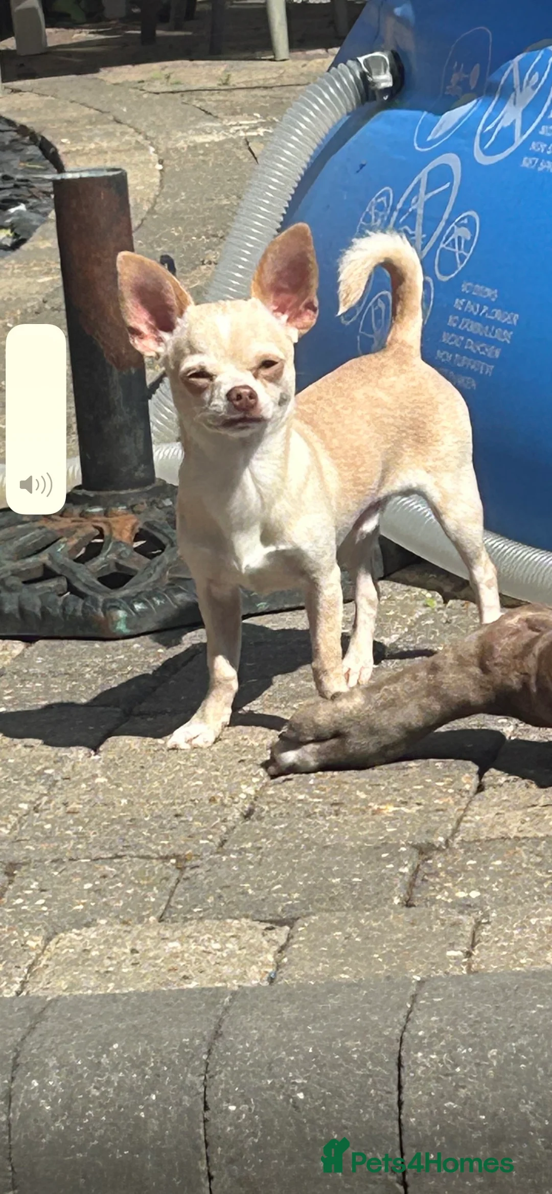 Chihuahua dogs for stud: *STUD NOT SALE* - Advert 1