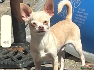 Chihuahua dogs *STUD NOT SALE* - Advert 24