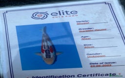 Koi Carp fish for sale: Koi fish - Image 18