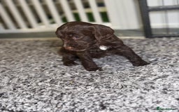 Cockapoo dogs for sale: Ready to leave Minature F1 PRA clear cockapoo pups - Image 15