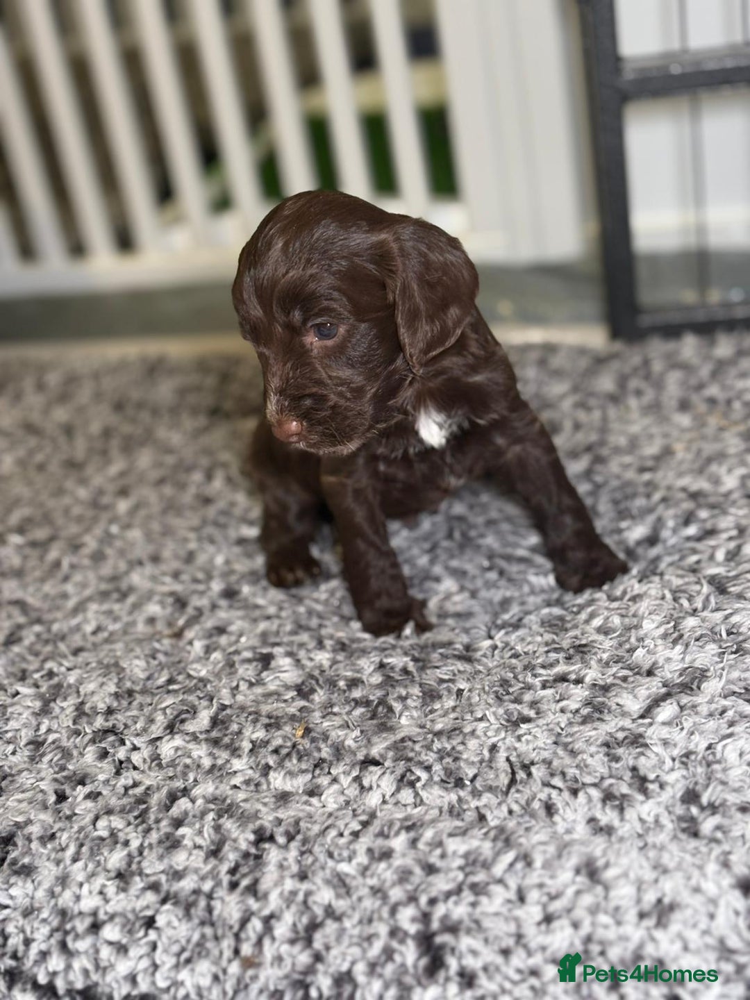 Cockapoo dogs for sale: Ready to leave Minature F1 PRA clear cockapoo pups - Image 15