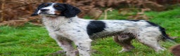 Cockerdor dogs for sale: Stunning Cockerdors - Advert 5