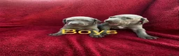 Weimaraner dogs for sale: KC Registered Weimaraner puppies for sale - Advert 2